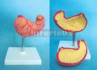 NATURAL HEALTH STOMACH Manufacturers and Suppliers From Ambala India