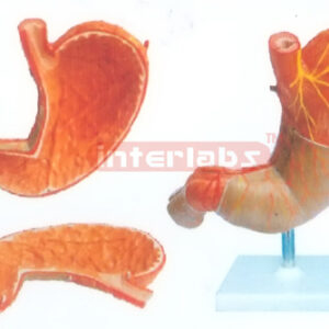 BIG STOMACH ANATOMICAL & ENLARGED MODEL Manufacturers and Suppliers From Ambala India