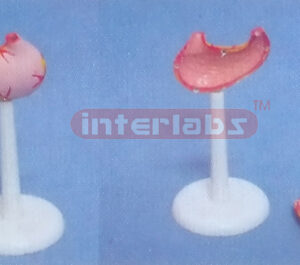 SMALL ANATOMICAL STOMACH Manufacturers and Suppliers From Ambala India