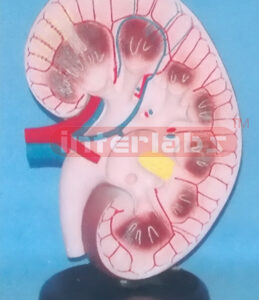 SUPER KIDNEY ANATOMICAL ENLARGED MODEL Manufacturers and Suppliers From Ambala India