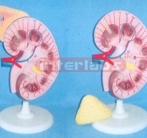 SUPER KIDNEY ANATOMICAL ENLARGED MODEL (3 PCS) Manufacturers and Suppliers From Ambala India