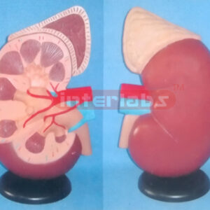 SUPER KIDNEY ANATOMICAL ENLARGED MODEL (1 PC) Manufacturers and Suppliers From Ambala India