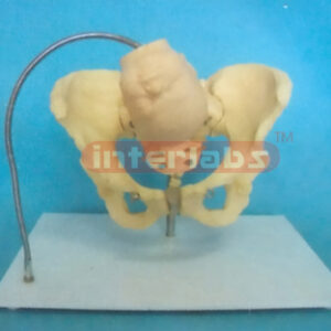 BIRTH DEMONSTRATION MODEL Exporter & Educational Laboratory