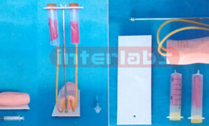 INJECTABLE TRAINING ARM MODEL Exporter & Educational Laborat