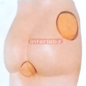 MODEL OF BUTTOCKS INJECTION Exporter & Educational Laborator