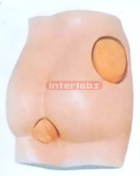 MODEL OF BUTTOCKS INJECTION Exporter & Educational Laborator