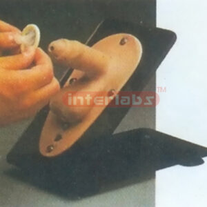 MALE CONDOM MODEL FOR TEACHlNG AND DEMONSTRATING Exporter &