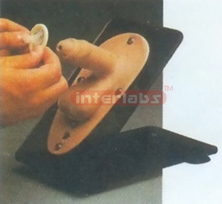 MALE CONDOM MODEL FOR TEACHlNG AND DEMONSTRATING Exporter &
