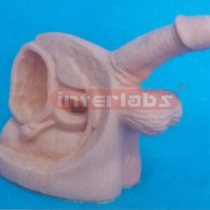ADVANCED MALE INTERNAL AND EXTERNAL GENITAL ORGANS Exporter