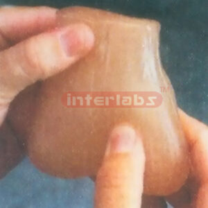 TESTICULAR SELF-EXAMINATION MODEL Exporter & Educational Lab