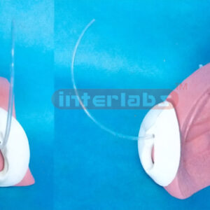 FEMALE CATHETERISATION MODEL Exporter & Educational Laborato