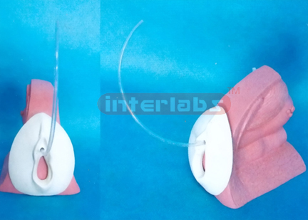 FEMALE CATHETERISATION MODEL Exporter & Educational Laborato