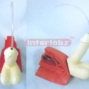 MALE CATHETERISATION MODEL Exporter & Educational Laboratory