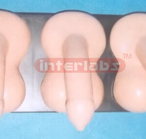 HUMAN MALE GENITAL ORGAN COMPARISON MODEL Exporter & Educati
