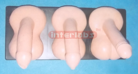 HUMAN MALE GENITAL ORGAN COMPARISON MODEL Exporter & Educati