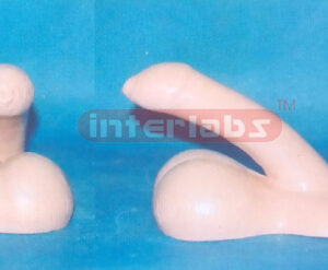 MALE PREPUTIUM GENITAL ORGAN MODEL Exporter & Educational La