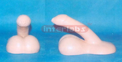 MALE PREPUTIUM GENITAL ORGAN MODEL Exporter & Educational La