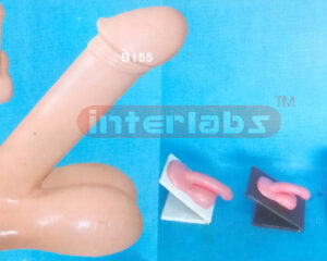 GENITAL ORGANS DEMONSTRATION MODEL Exporter & Educational La