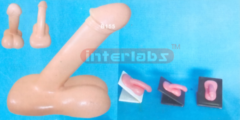 GENITAL ORGANS DEMONSTRATION MODEL Exporter & Educational La