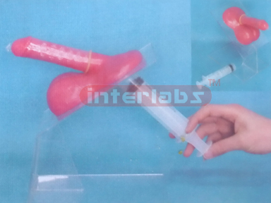 CONDOM TEACHING SIMULATOR Exporter & Educational Laboratory
