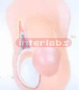 MALE TESTIS ANATOMICAL & ENLARGED MODEL Exporter & Education