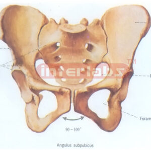HUMAN FEMALE HEALTH PELVIS MODEL Exporter & Educational Labo