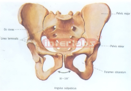 HUMAN FEMALE HEALTH PELVIS MODEL Exporter & Educational Labo