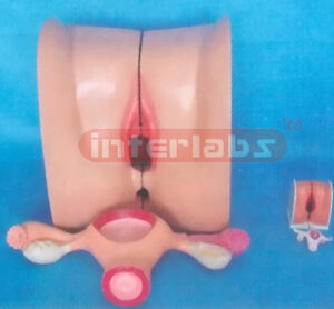 EXTRA HEALTH FEMALE GENITAL ORGANS DEMONSTRATION MODEL Expor