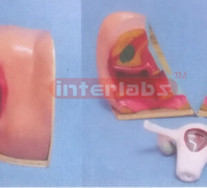 NATURAL HEALTH HUMAN FEMALE GENITAL ORGANS DEMONSTRATION MOD