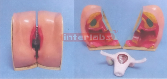 NATURAL HEALTH HUMAN FEMALE GENITAL ORGANS DEMONSTRATION MOD