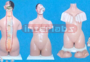 DELUXE BREAST TEACHINGEXAMINATION TORSO MODEL Exporter & Edu