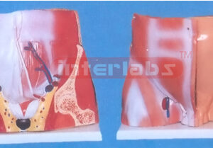 HUMAN MALE PELVIS SECTION Exporter & Educational Laboratory