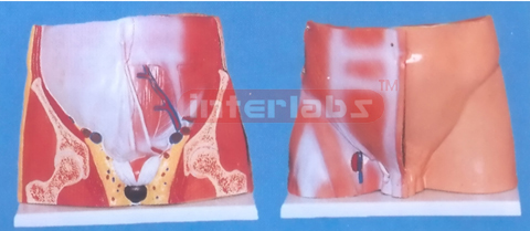 HUMAN MALE PELVIS SECTION Exporter & Educational Laboratory