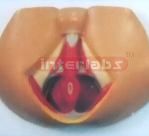 MALE PERINEUM ANATOMICAL MODEL Exporter & Educational Labora