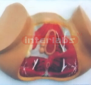 FEMALE PERINEUM ANATOMICAL MODEL Exporter & Educational Labo