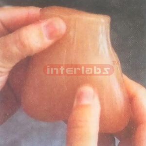 TESTICULAR SELF EXAMINATION MODEL Exporter & Educational Lab