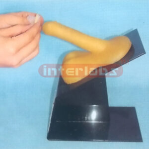 MALE CONDOM MODEL FOR TEACHING AND DEMONSTRATING Exporter &