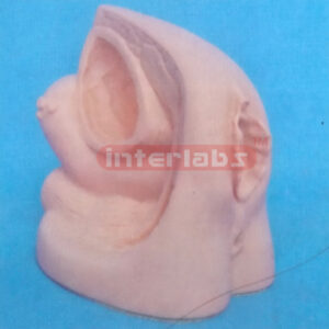 ADVANCED FEMALE INTERNAL AND EXTERNAL GENITAL ORGANS Exporte