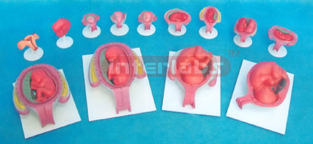UTERUS WITH EMBRYO ( 1 WEEK TO 9 MONTHS ) Exporter & Educati