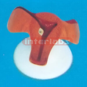 ABOUT 1 WEEKS OLD Exporter & Educational Laboratory Equipmen