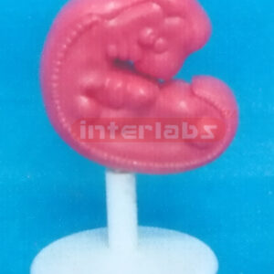 MAGNIFY HUMAN EMBRYO