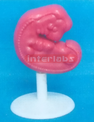 MAGNIFY HUMAN EMBRYO