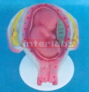 UTERUS WITH EMBRYO (5 MONTH) Exporter & Educational Laborato