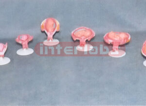 HUMAN PREGNANCY SERIES MODEL (9 PCS / SET) Exporter & Educat