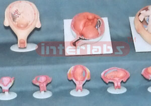 HUMAN PREGNANCY SERIES MODEL (2 PCS / SET) Exporter & Educat