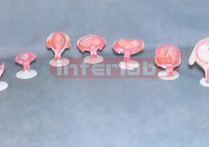 HUMAN PREGNANCY SERIES MODEL (10 PCS / SET) Exporter & Educa