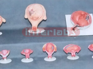 HUMAN PREGNANCY SERIES MODEL (11 PCS / SET) Exporter & Educa
