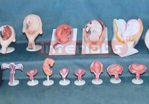 HUMAN PREGNANCY SERIES MODEL ( 18 PCS / SET) Exporter & Educ