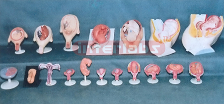 HUMAN PREGNANCY SERIES MODEL ( 18 PCS / SET) Exporter & Educ