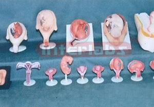 HUMAN PREGNANCY SERIES MODEL ( 17 PCS / SET) Exporter & Educ